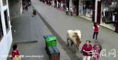 澳门网络赌场网址_澳门网络赌场网站_澳门网络赌场官网_歙县白马撞人被击毙